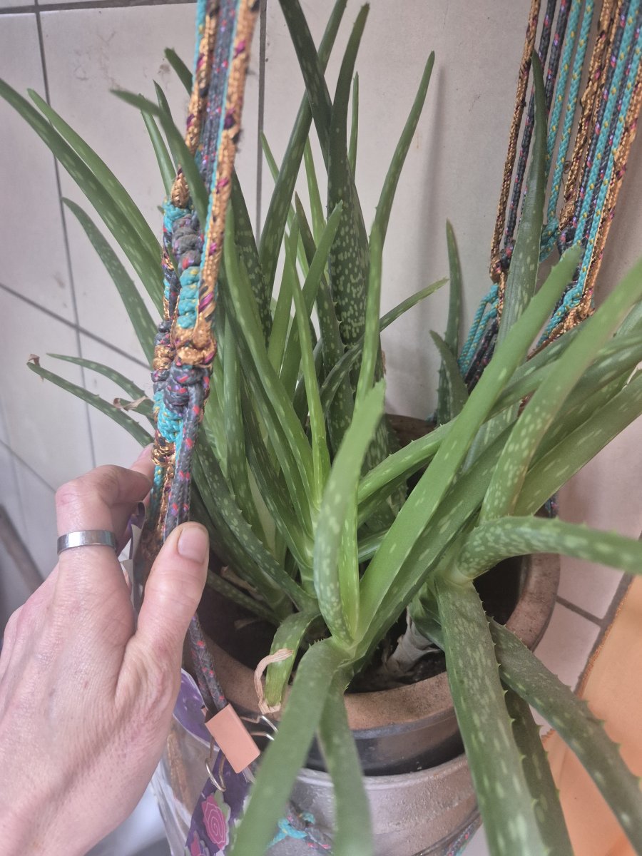 Illustration de Bouture Aloès amer 