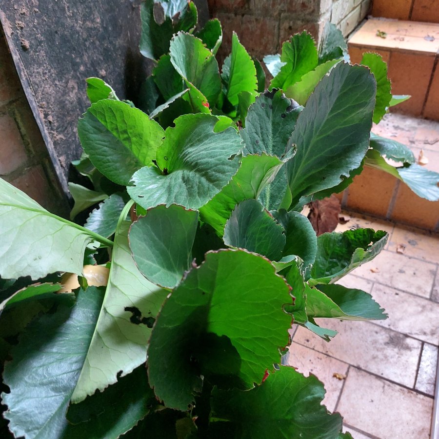 Image Bergenia
