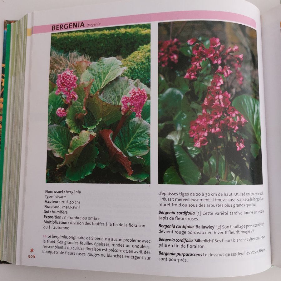 Illustration de Bergenia