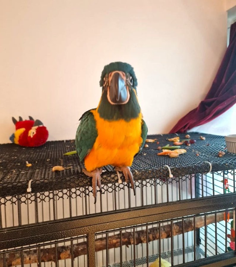 Illustration de À céder Malvina femelle ara contre bon soin 