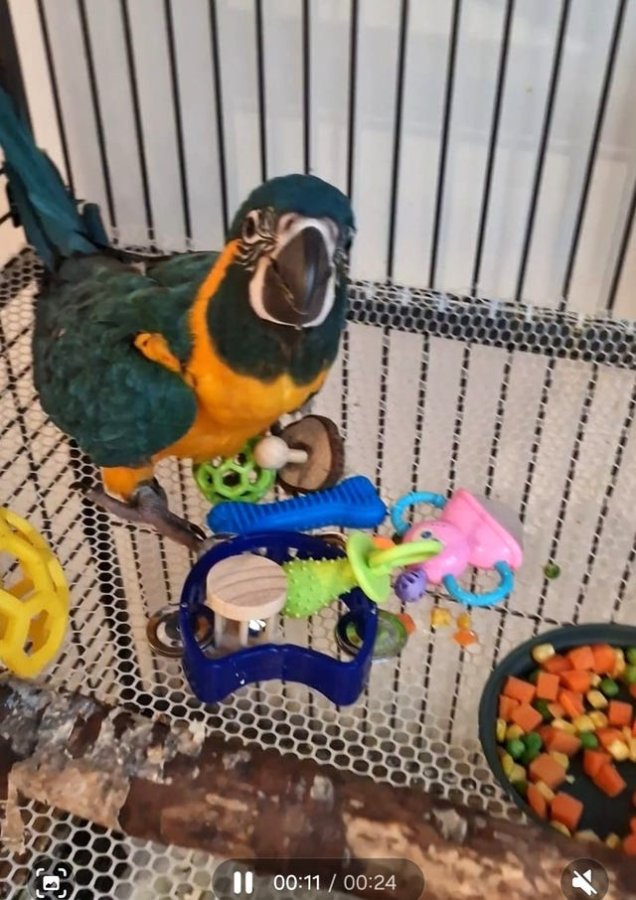 Illustration de À céder Malvina femelle ara contre bon soin 