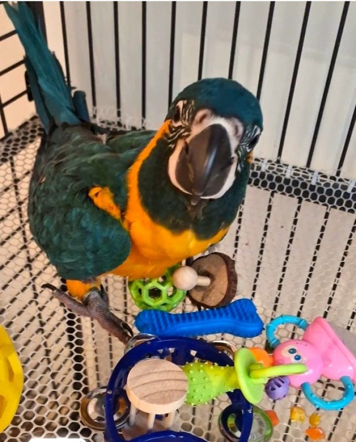 Illustration de À céder Malvina femelle ara contre bon soin 