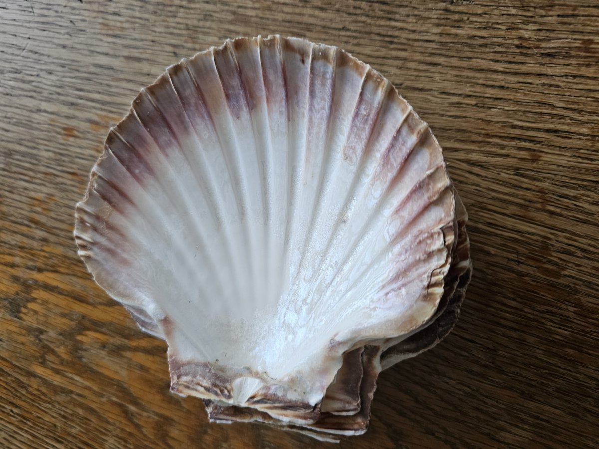 Image 4 coquillages 12 cm* 14 cm