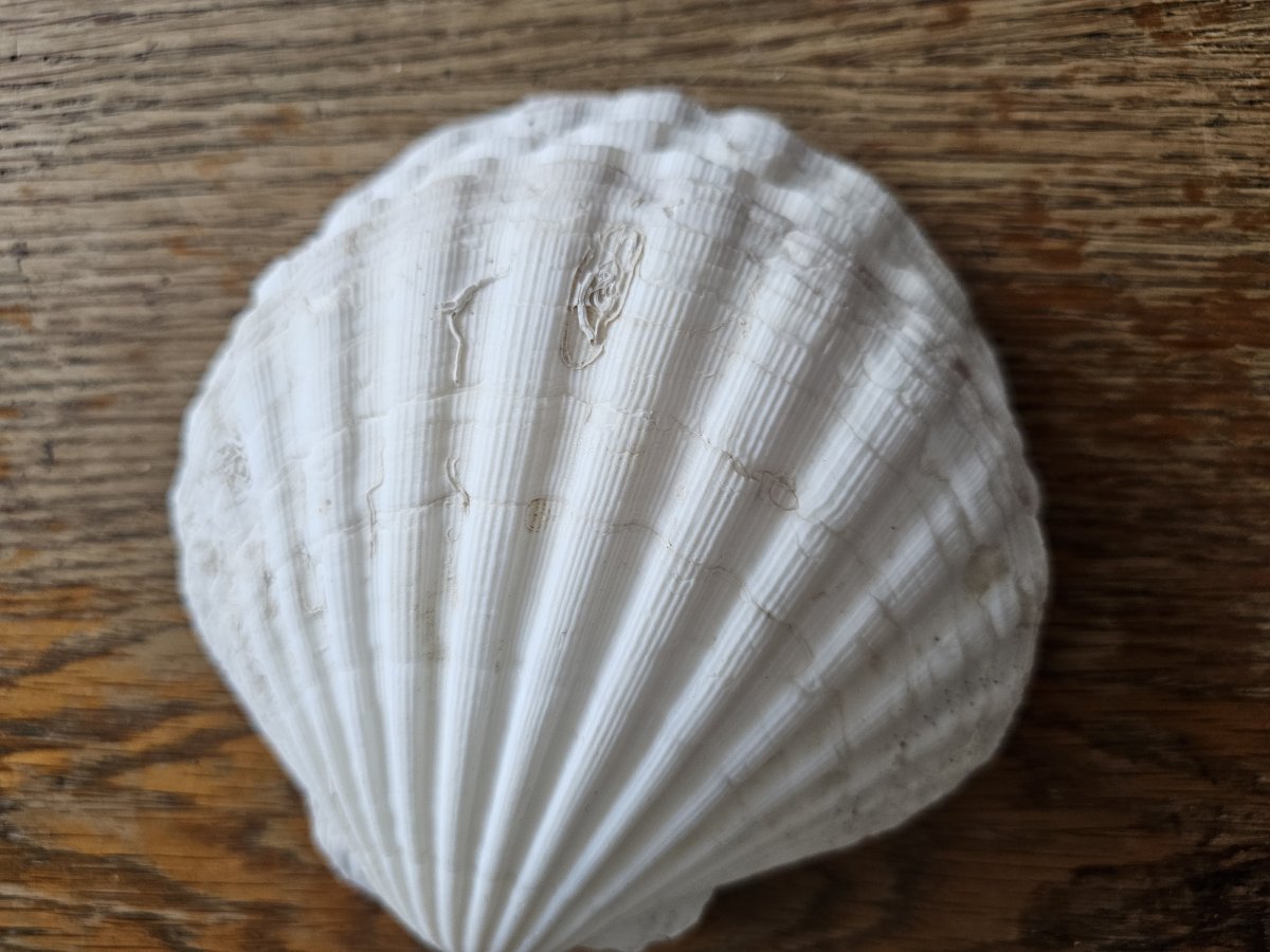 Illustration de 4 coquillages 12 cm* 14 cm