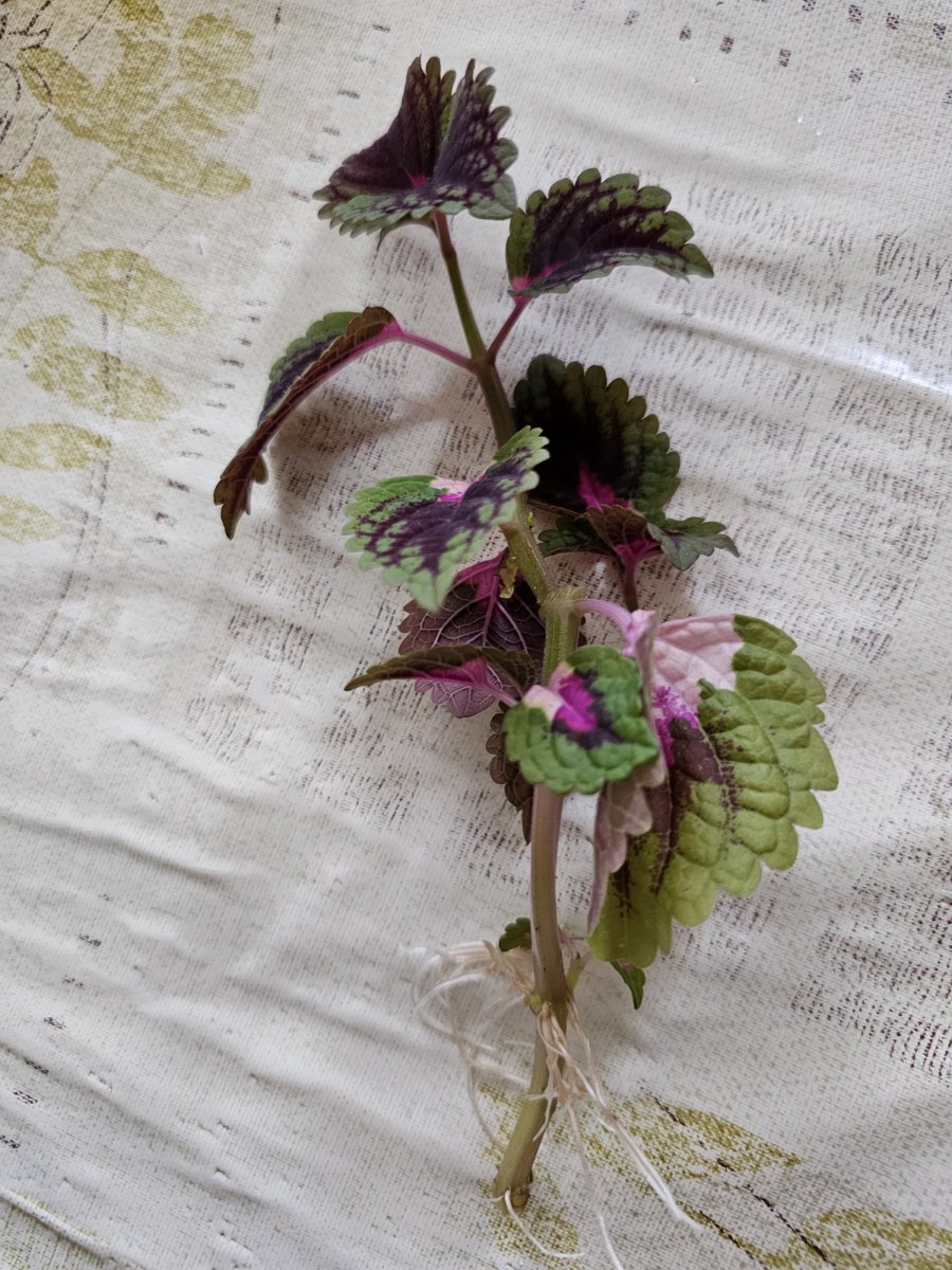 Illustration de Tige coleus enraciné