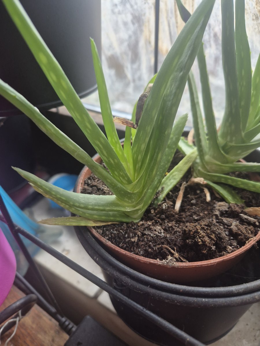 Illustration de Bouture Aloès amer 