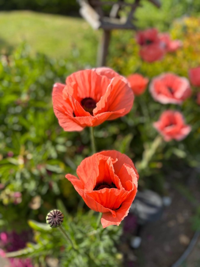 Entretien jardin