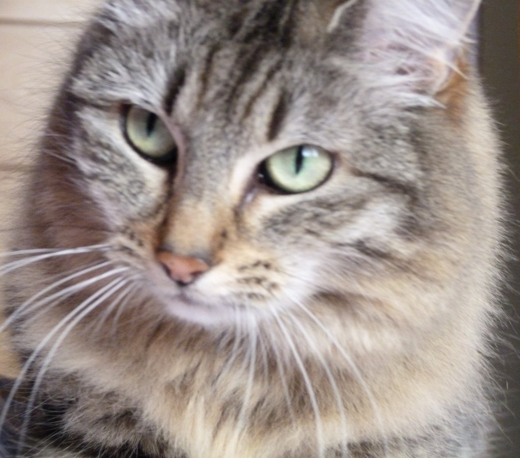 Image Garde d'animaux